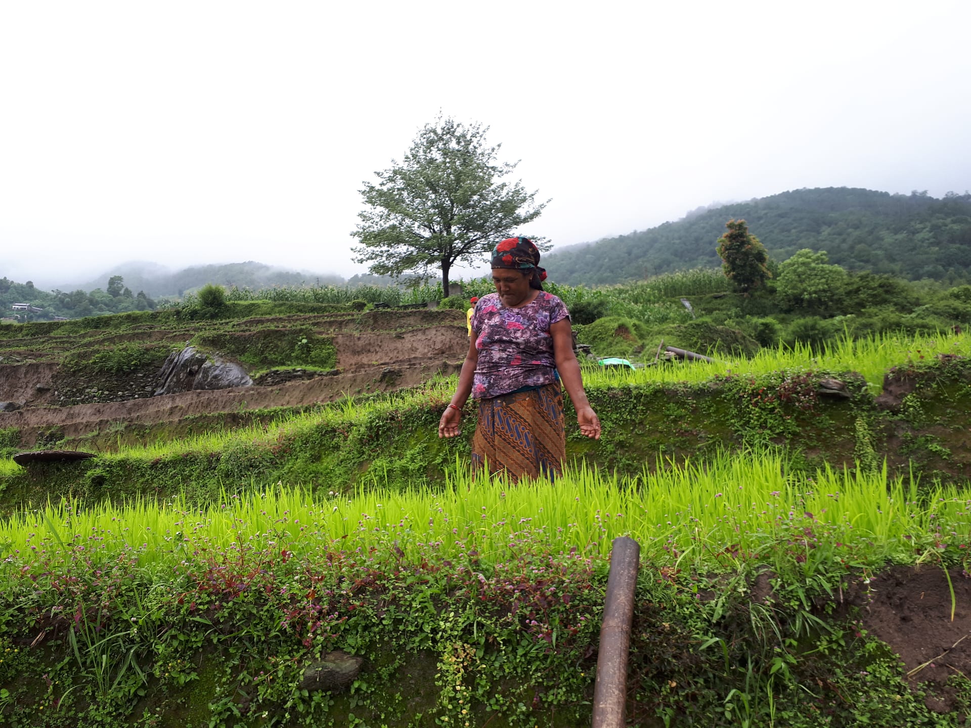 Darjeeling & Sikkim bouwstenen