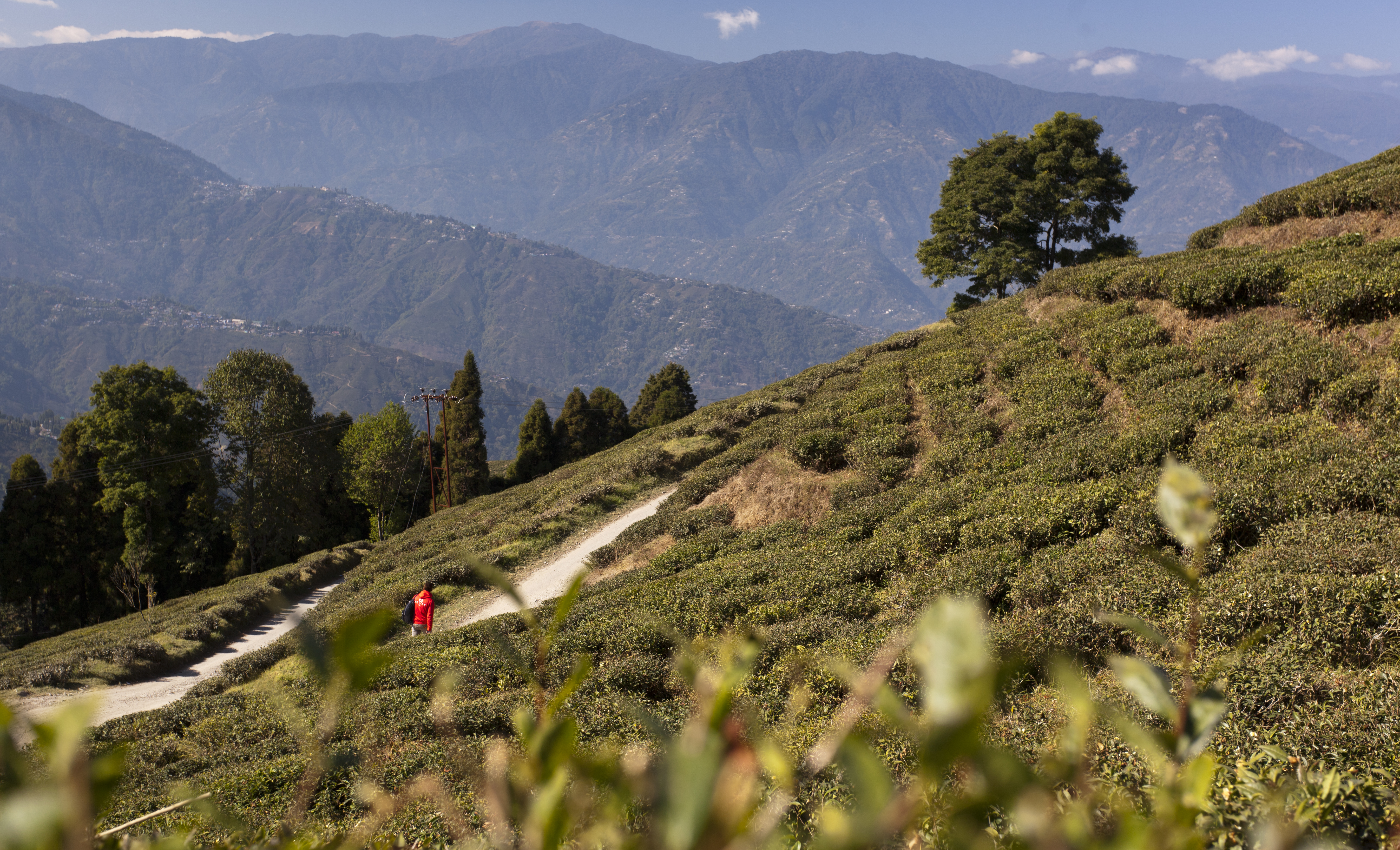 Darjeeling & Sikkim impressie