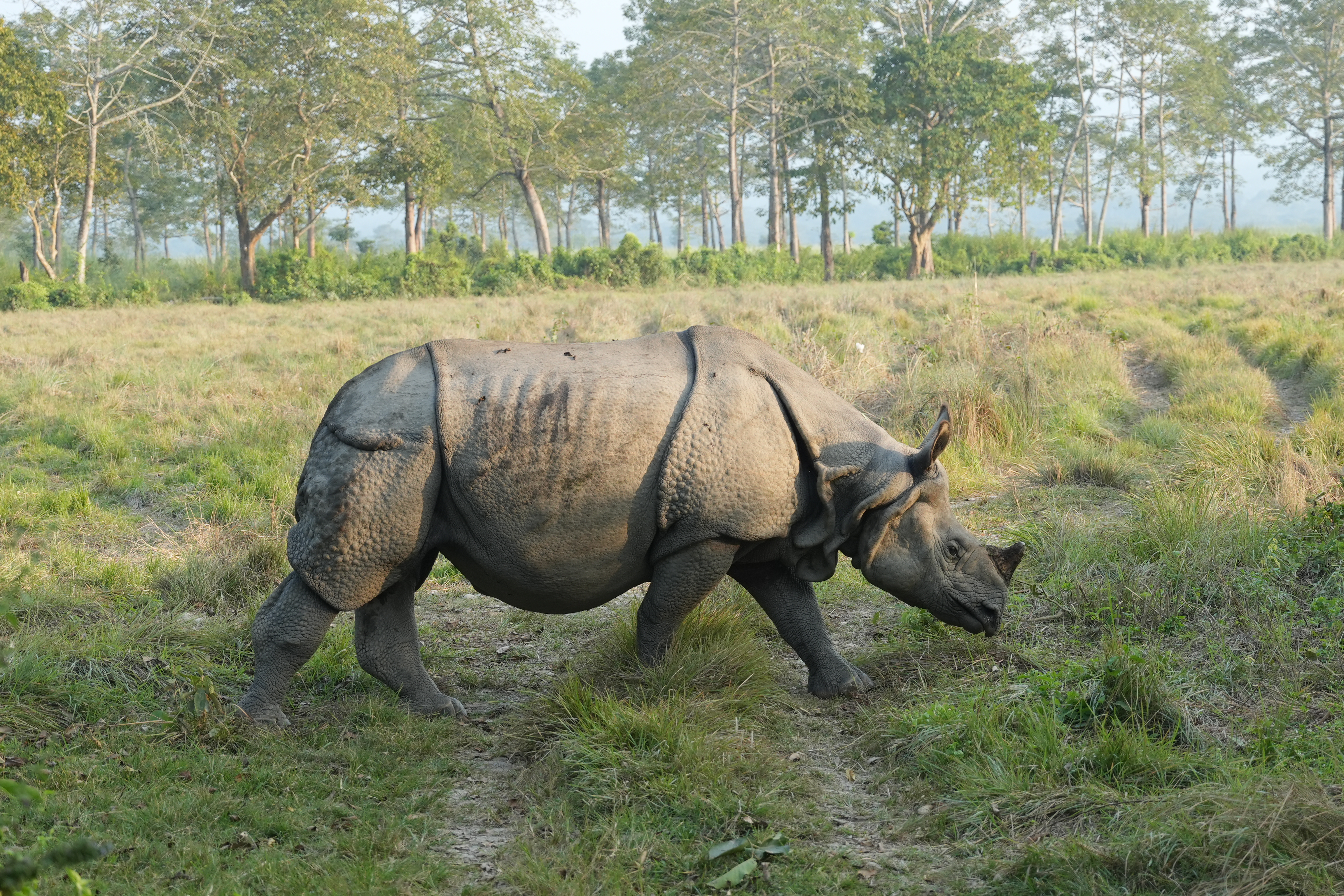 Wildlife & Jungle Safari