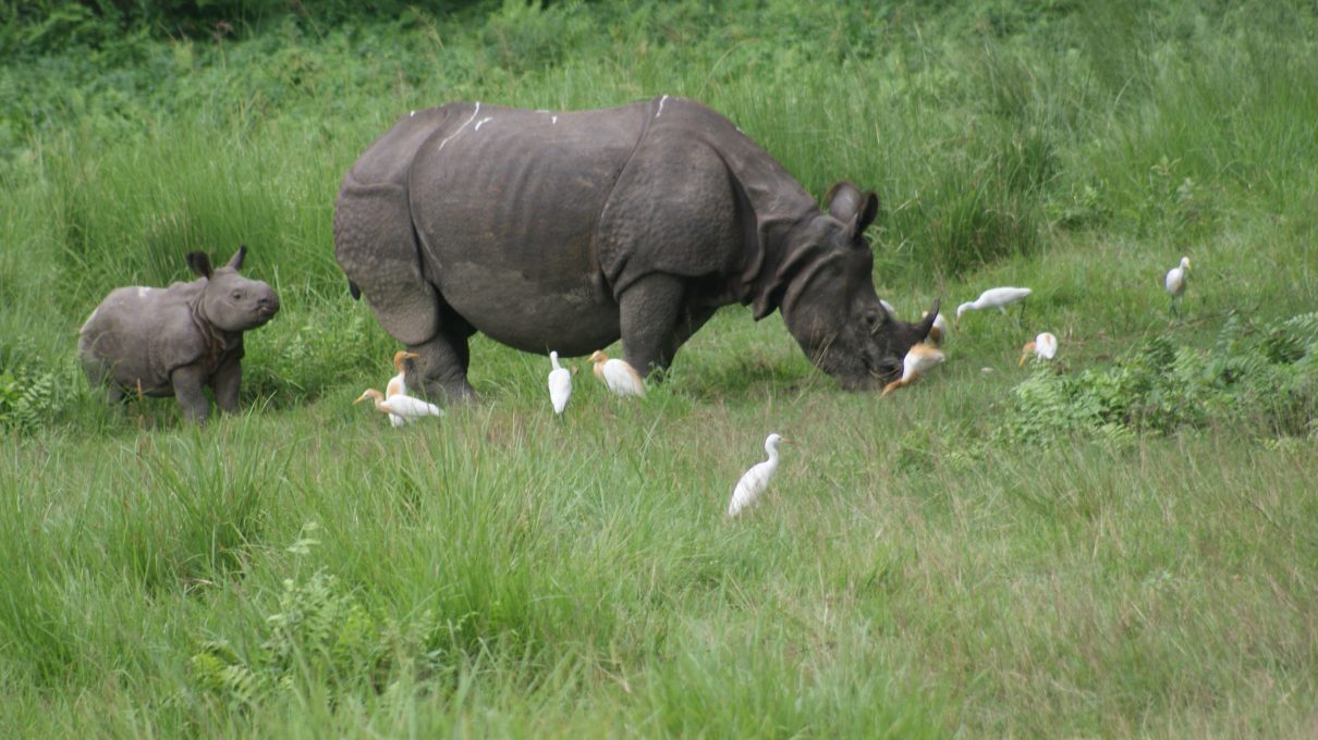wildlife safari in Chitwan National Park