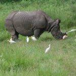wildlife safari in Chitwan National Park
